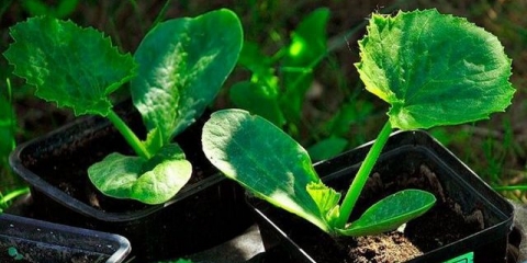 Tikvice za rasad: kada saditi